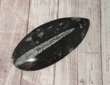 Orthoceras Fossil Basker from Morocco on GGandJ.com Gypsy Gems & Jewelry Naturally Unique