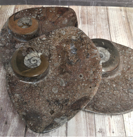 Ammonite Fossil Plates, large Oblong