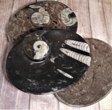 Ammonite Oval Plates , large Naturally Unique GGandJ.com