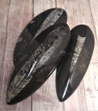 Orthoceras Fossils from Morocco on GGandJ.com Gypsy Gems & Jewelry Naturally Unique