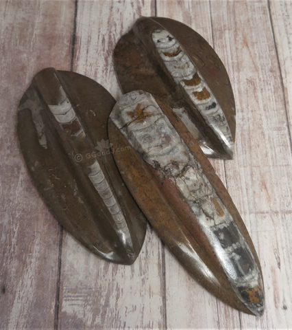 Orthoceras Fossil baskers from Morocco on GGandJ.com Gypsy Gems & Jewelry Naturally Unique