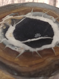 Close up of Septarian Eye Fossil Eye