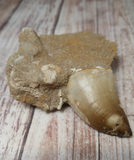 Fossil tooth ancient reptile bone from Morocco Mosasaur