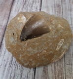 Mosasaur fossil tooth on GGandJ.com Gypsy Gems & Jewelry Naturally Unique