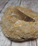 Side view of Mosasaur tooth
