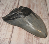 Fossil tooth ancient Shark tooth from South Carolina Megaladon