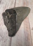 Megaladon Shark Tooth