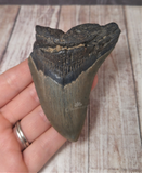 3" Megaladon tooth for Sale $34.99 GGandJ.com