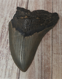 Megaladon Fossil Tooth from South Carolina
