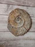Rough Ammonite Fossil for Sale on Gypsy Gems & Jewelry
