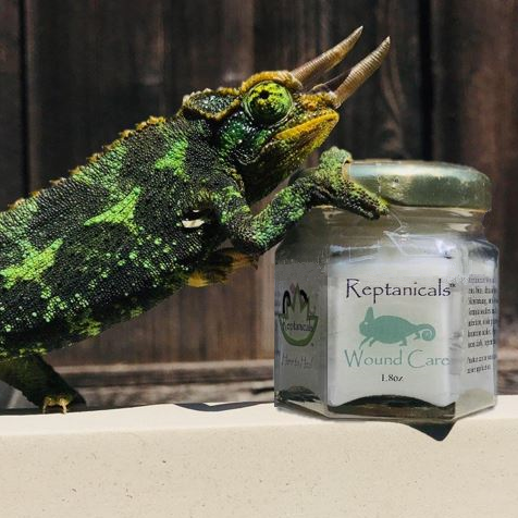 Chameleon grabbing jar of Reptanicals Wound Care First Aid for Reptiles
