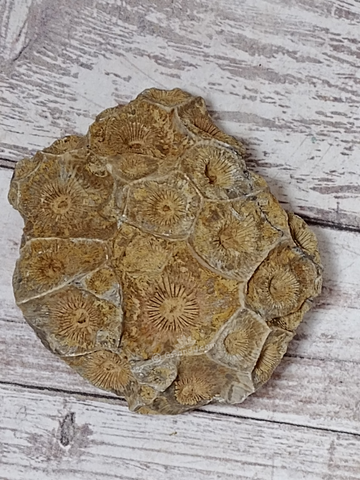 Coral Fossil for sale GGandJ.com