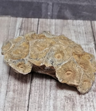 Fossilized Coral for Sale on GGandJ.com