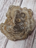 underside of fossil coral polyp