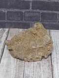 Coral Fossil from Morocco