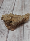 Fossilized Coral for Sale on GGandJ.com