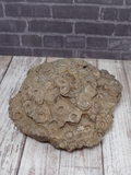 Large coral fossil