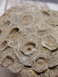 Closeup of rough coral fossil polyp