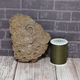 Coral Fossil with thread spool size reference