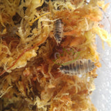Dairy Cow Isopods Porcellio laevis for sale