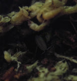 Dwarf white isopod under moss reptanicals