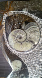 Gypsy Gems & Jewelry™ Naturally Unique™ Goddess 2 Ammonite Statue Left Side GGandJ.com