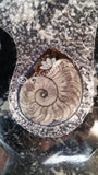 Gypsy Gems & Jewelry™ Naturally Unique™ Goddess 4 Ammonite Statue Womb GGandJ.com