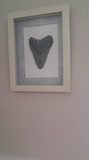 Framed fossil artwork