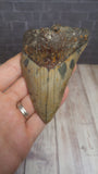 Megaladon fossil tooth on GGandJ.com Gypsy Gems & Jewelry Naturally Unique Shark tooth gift