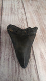 Backside of Megaladon tooth fossil on GGandJ.com