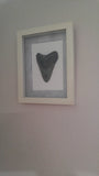 Framed fossil shark tooth on wall. Gift idea