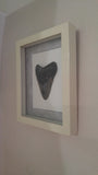 Framed 4+" Megaladon fossil on GGandJ.com