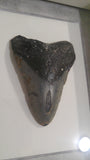 Framed and mounted Megaladon tooth fossil with hand rubbed charcoal matting 
