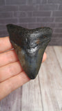 Fossil sharks tooth with hand size reference Megaladon 