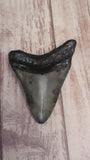 Backside of Megaladon fossil tooth gray black