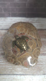 Brass sea turtle figurine mounted on polished fossil coral Gypsy Gems & Jewelry