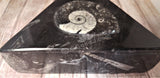 Ammonite Fossil box closeup GGandJ.com