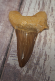 Fossil Shark Tooth for sale on GGandJ.com