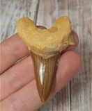 Otodus Obliquus Shark Tooth for sale with size reference