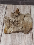 Petrified wood for sale from Sonoma California