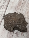raw coral fossil