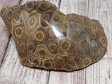 Large polished Coral fossil for sale ggandj.com