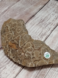 rough coral polyp fossil