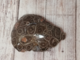 Moroccan Coral Fossil for sale