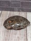Tortoise shell patterned coral fossil