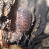 Red calico isopods sex linked porcellio scaber
