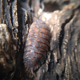 Red calico isopods sex linked porcellio scaber Reptanicals