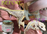 reptile Prolapse Before and After