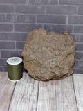 Large Coral fossil with size reference
