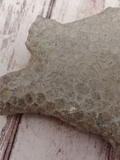 Coral fossil closeup